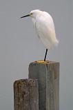 Snowy Egret On A Piling_31395